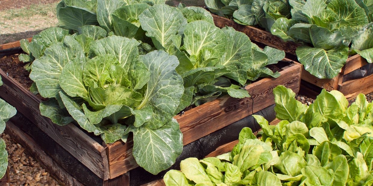 It's almost spring growing season in Arizona and with so many