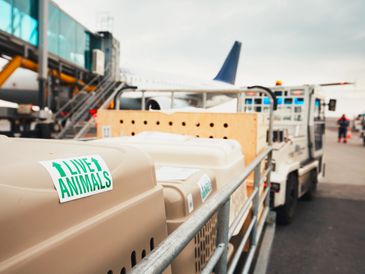 Staffordshire Bull Terrier puppies for sale in New York City, healthy and playful.