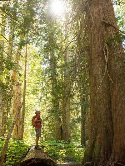 Person hiking in a forest with tall trees and sunlight.