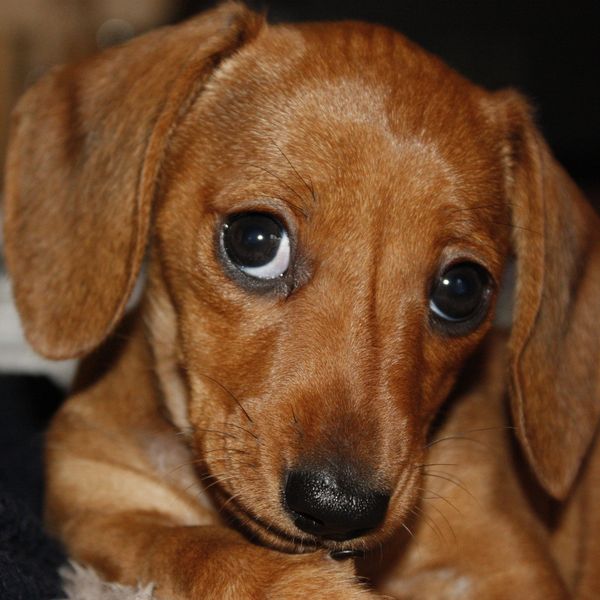 Close-up of a sad-looking brown puppy with big eyes.