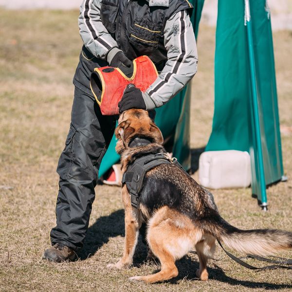 A dog wearing a harness bites a red training vest held by a person.