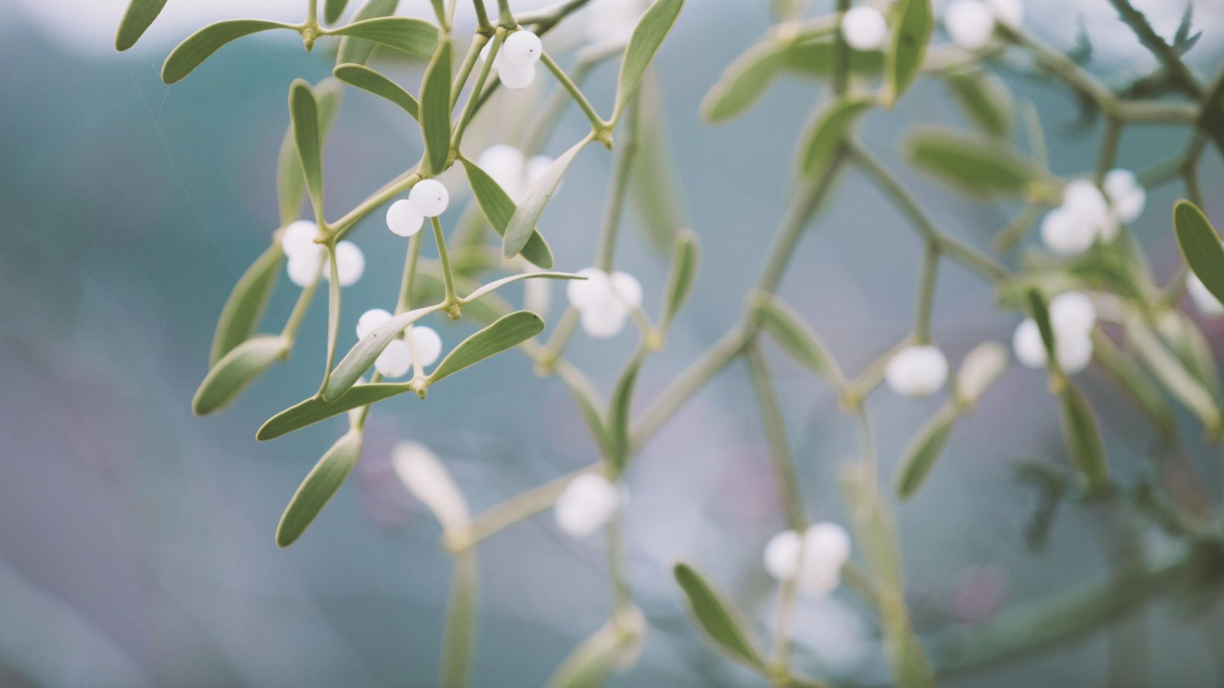 Close-up of mistletoe with green leaves and white berries.