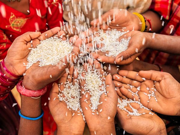 Hands catching rice grains in a colorful setting.