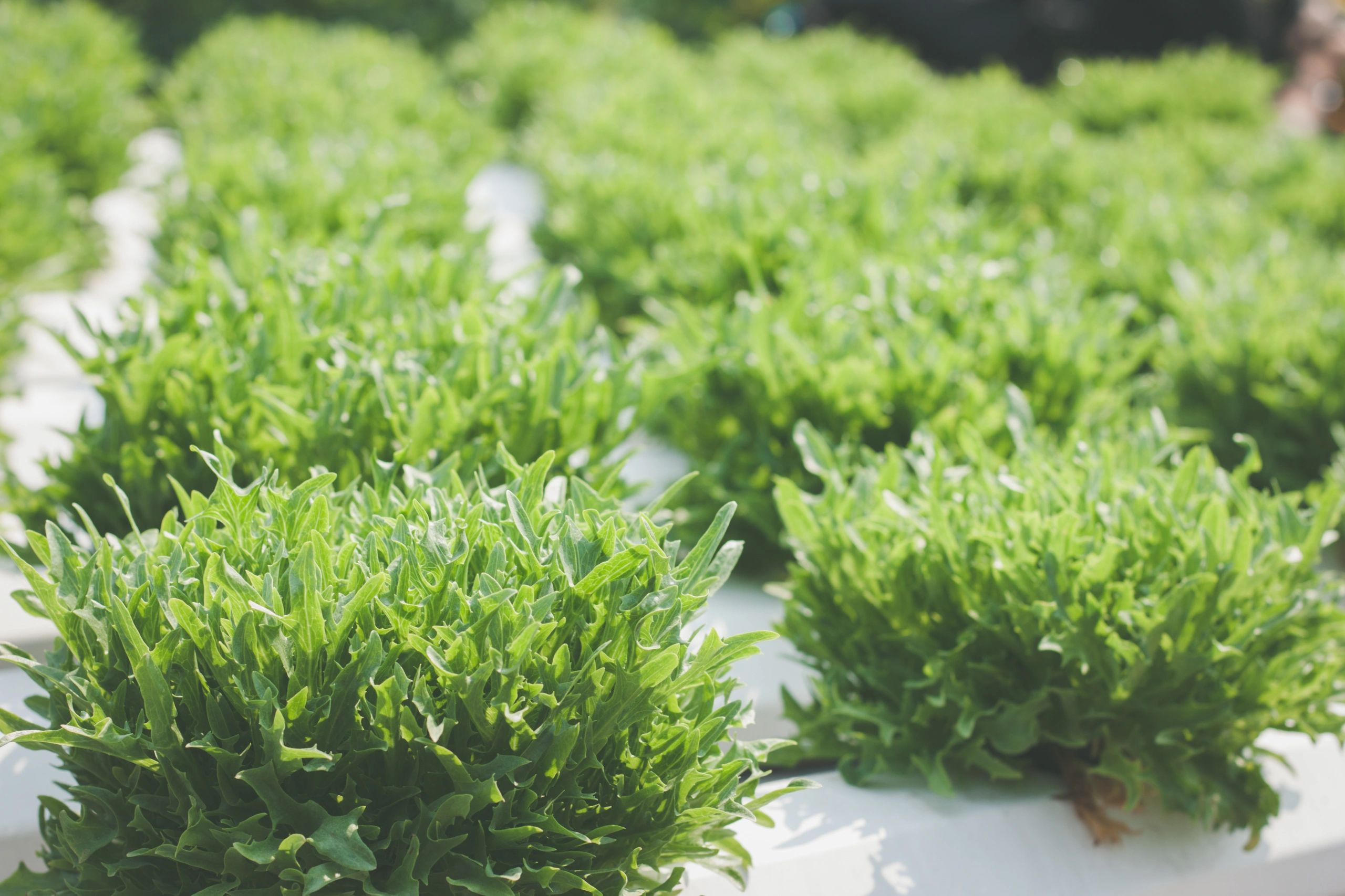 hydroponic vegetables in organic farmhydroponic vegetables in organic farm