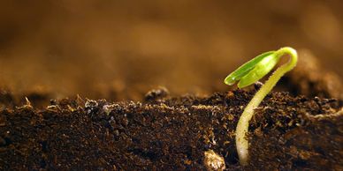 A small green seedling emerging from rich soil.