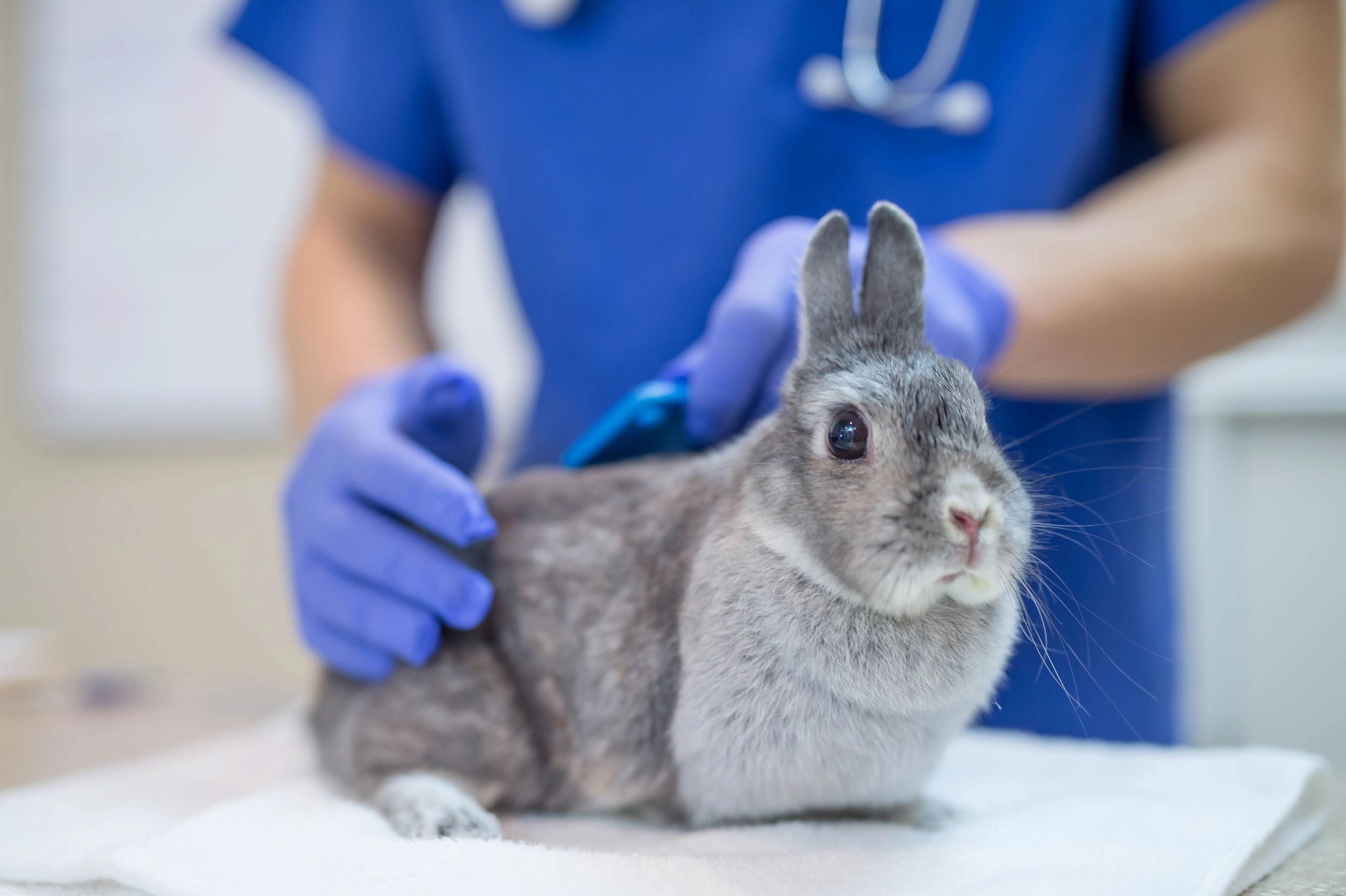 Caring for Your New Rabbit: A Beginner's Guide