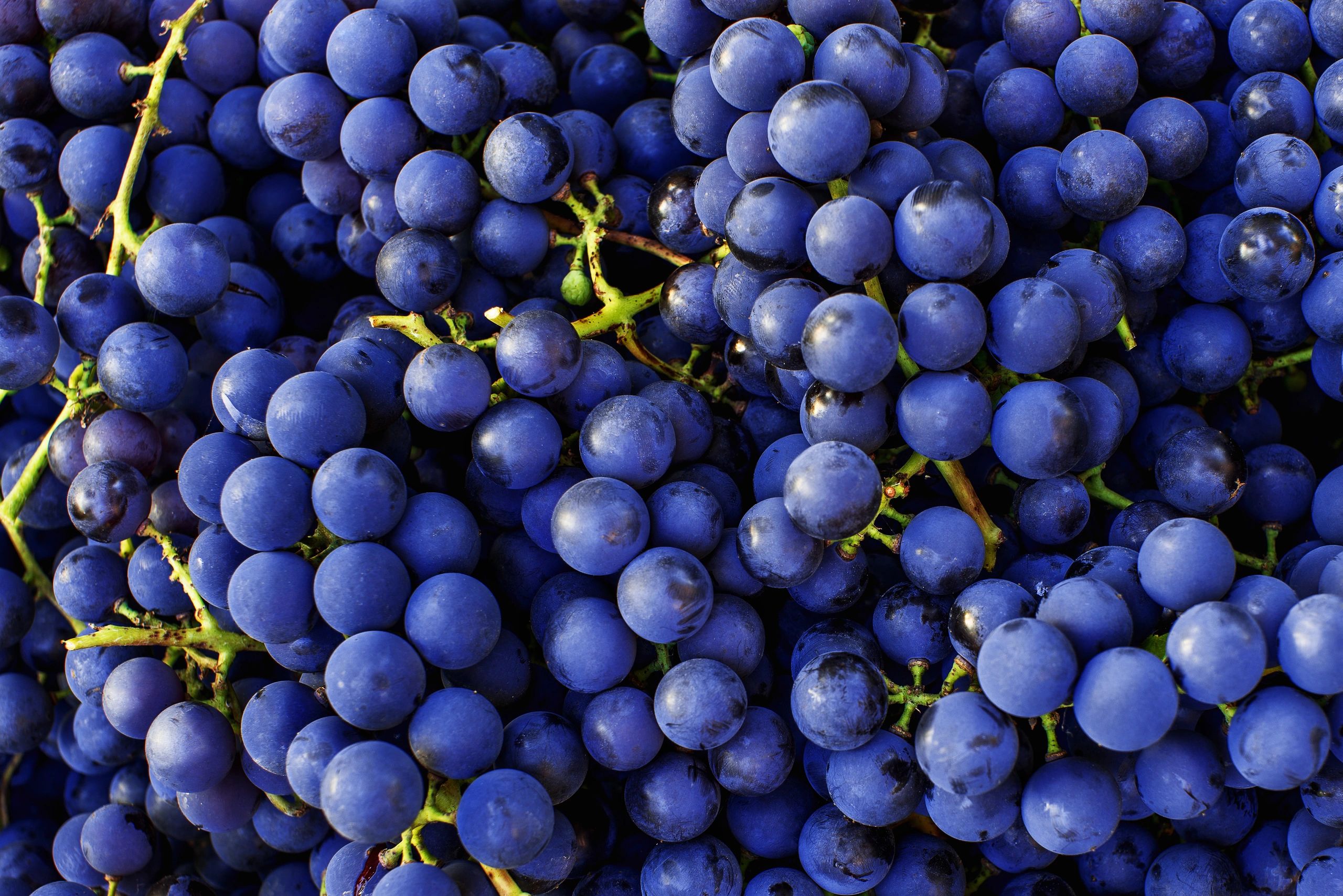 Red wine grapes background. Dark blue or wine grapes