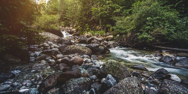 A rocky forest stream with flowing water and green trees.