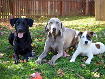 Three dogs together in a tidy green backyard