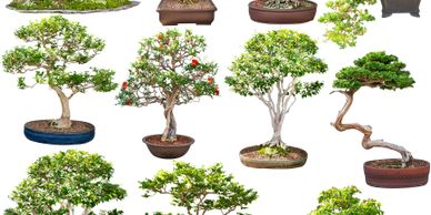 Collection of various bonsai trees in pots.
