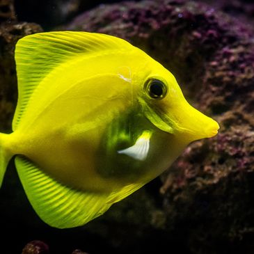A bright yellow tang fish swimming near coral.