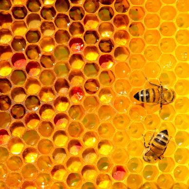 Close-up of honeycomb with two bees and colorful pollen.