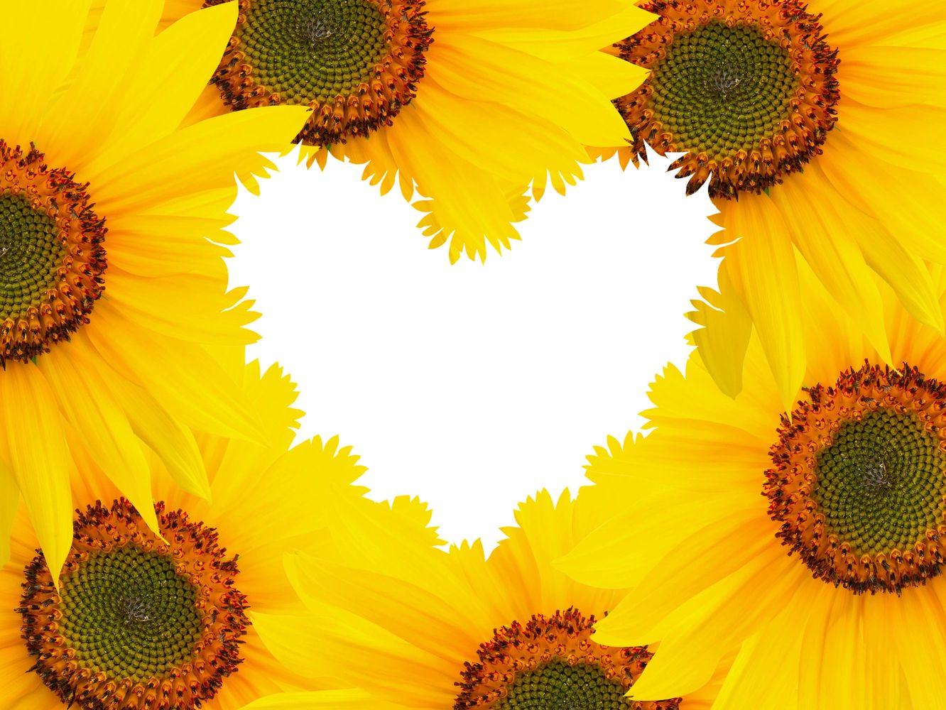 Bright yellow sunflowers framing a heart-shaped white space in the center.
