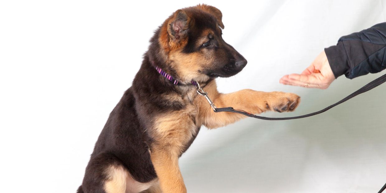 German Shepherd puppy giving paw during training.