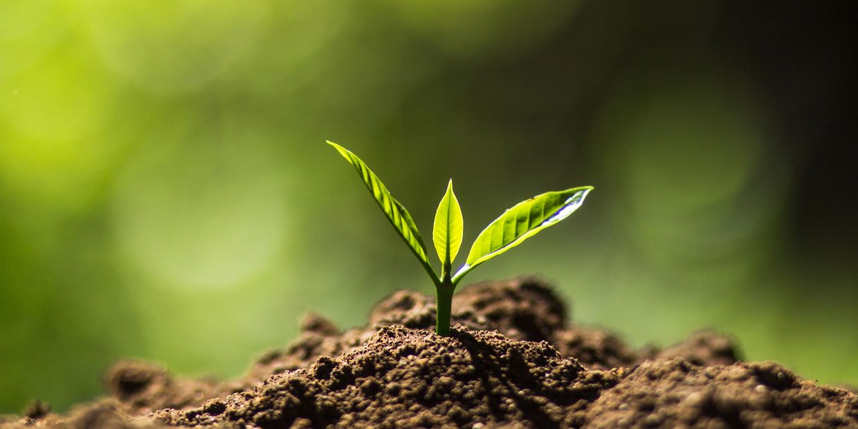 Young green plant sprouting from soil.