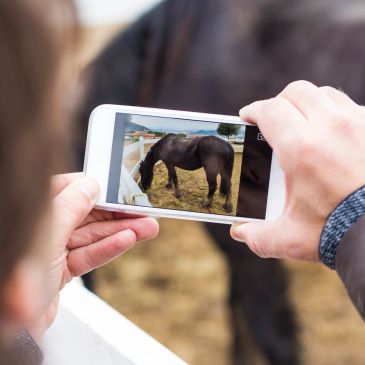 Person photographing a horse on a smartphone.