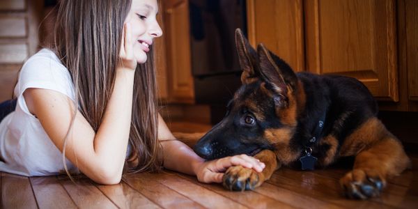 German Shepherd Breeder kansas