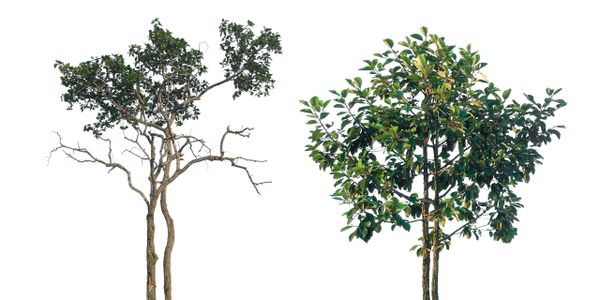 Two trees side by side, one sparse and one dense with green leaves.