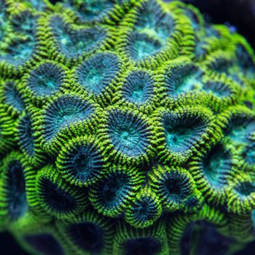 Close-up of vibrant green and blue coral polyps underwater.