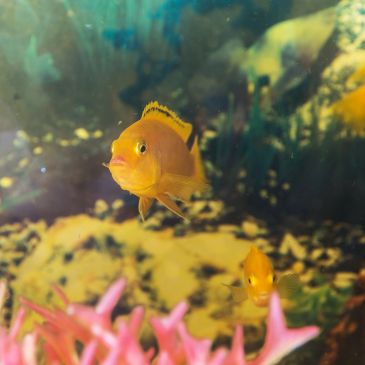 Dois peixes dourados nadando perto de plantas cor-de-rosa.