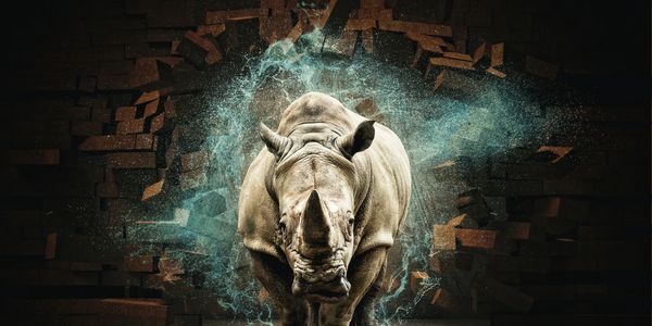A rhino