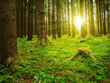 Sunlight filters through tall trees in a lush green forest.