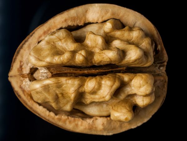 Close-up of a walnut half showing detailed texture.