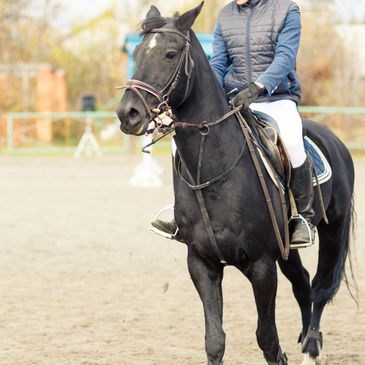 Person riding a black horse in an outdoor arena.