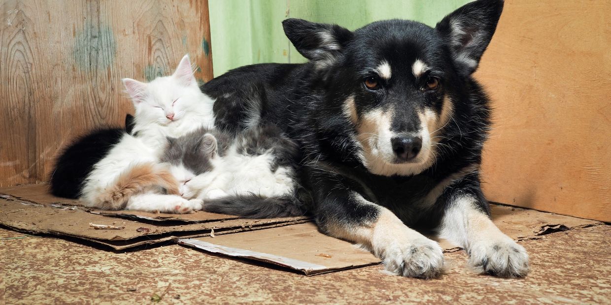 Dog lying next to two sleeping kittens on cardboard.
