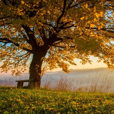 A tree with yellow leaves and a bench under it during sunset.