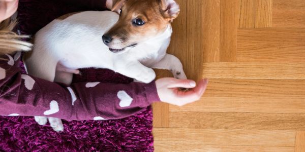 A dog lying next to a child on a purple rug.