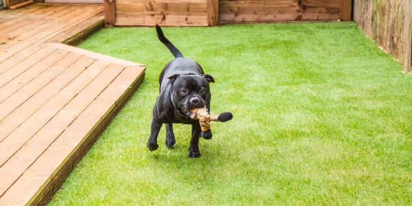 Black dog running on grass with a toy in its mouth.