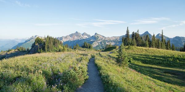 A serene mountain trail amidst wildflowers under a clear blue sky.