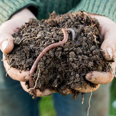 Soil Health