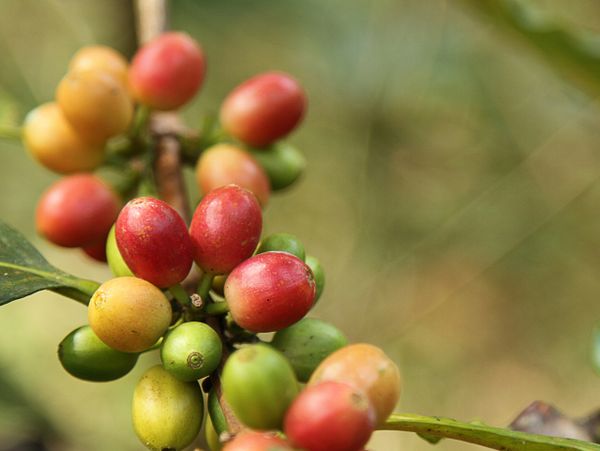 Close-up of ripening coffee cherries on a branch.