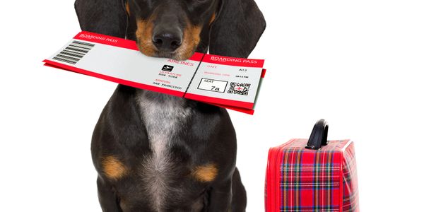 Dog holding a boarding pass with a red plaid suitcase beside it.