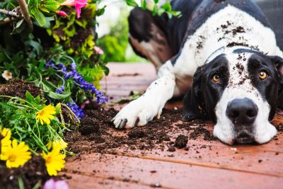Dog lying in the dirt near flowers.