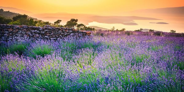 Lavender field glowing under a golden sunset with distant mountains and a stone wall.