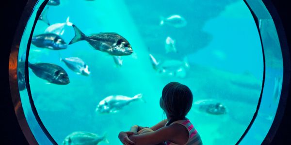 A girl sitting and watching fish through a large circular aquarium window.