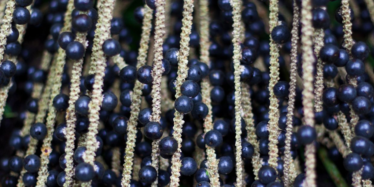 Close-up of black berries on hanging stems.