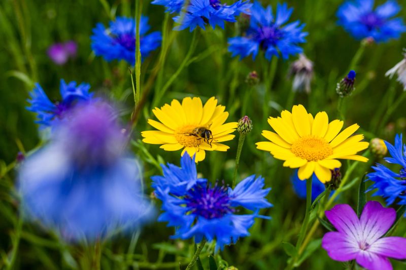 A bee pollinating on a yellow daisy in a spring flower meadow.
