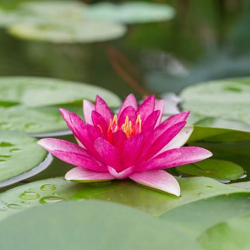 Vibrant pink water lily blooming on green lily pads in a serene pond.