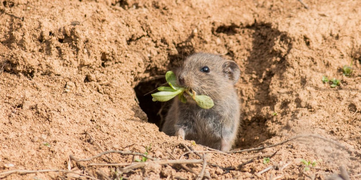 Vole tunneling and damaging garden in Puyallup