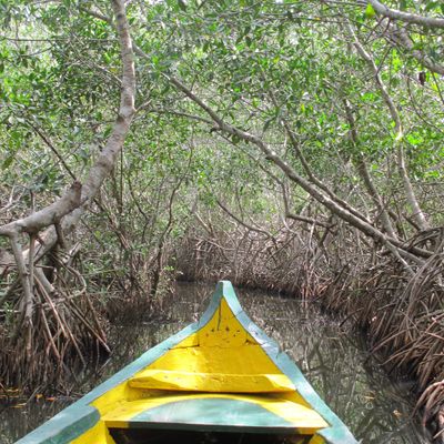 Boat navigating through dense mangrove forest waters.