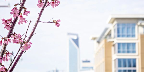 Cherry blossoms frame an urban cityscape with modern buildings in the background.
