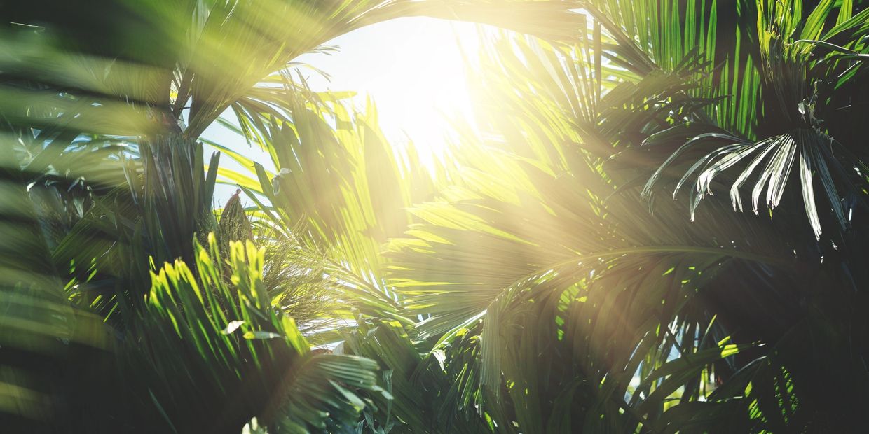 Light coming through tropical forrest