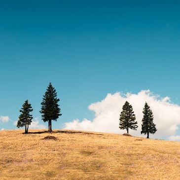 Sparse pine trees on a dry hill under a clear blue sky.