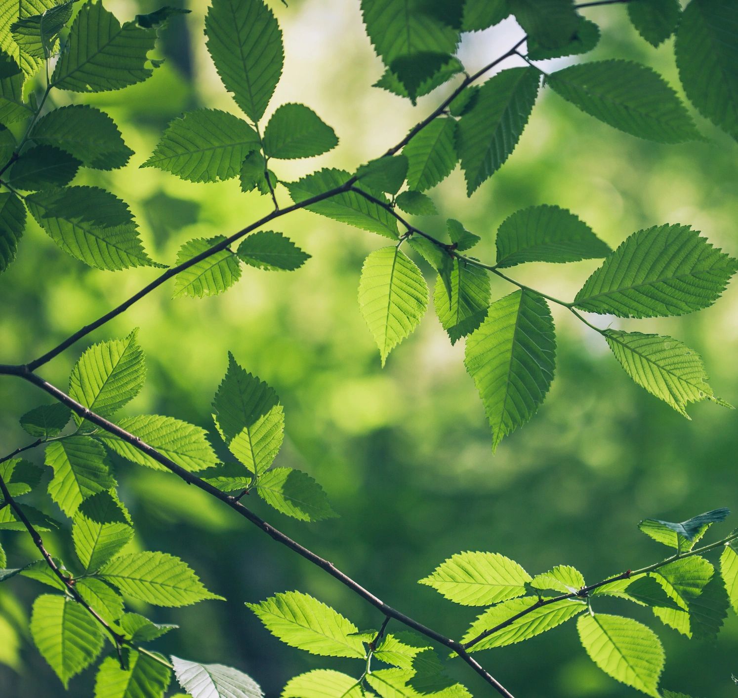 Hands touching green leaves in sunlight
