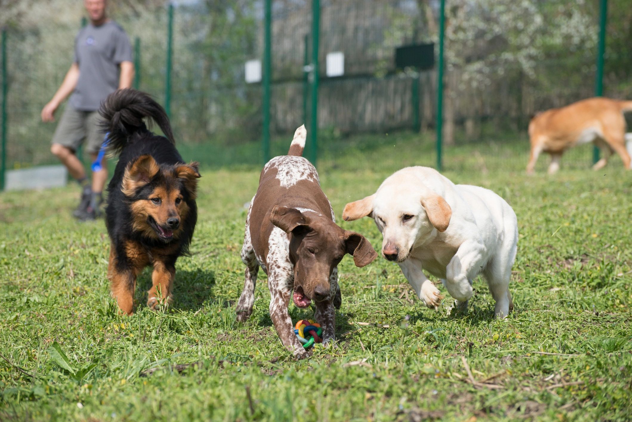 Explore Exciting Outdoor Adventure Activities with Rad Rover doggy Day ...