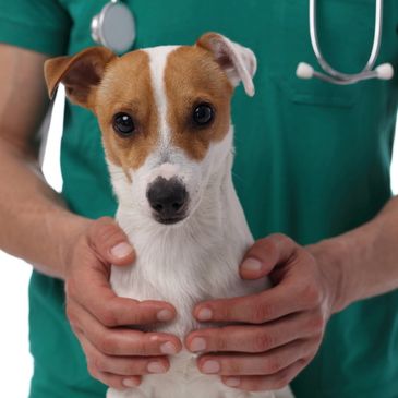 Vet holding a small dog, showing care and comfort.